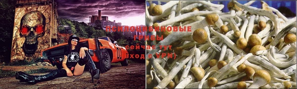 прущие крисы Новодвинск